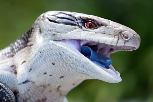 Blue tongued skink Facts,