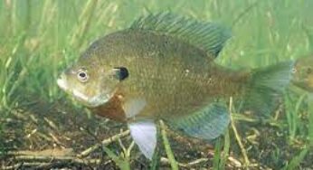 Bluegill Facts, FAQs, Behaviour, Habitat, Conservation and More