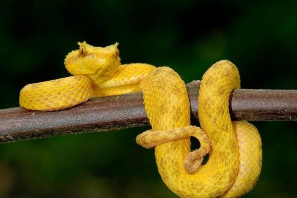 Boa Vista eyelash viper