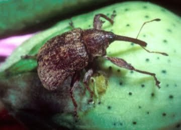 Boll Weevil insect Facts