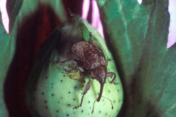 Boll Weevil insect Facts