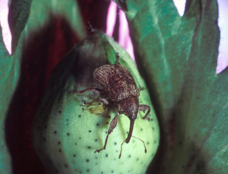 Boll Weevil insect Facts, FAQs, Behaviour, Habitat, Conservation and more