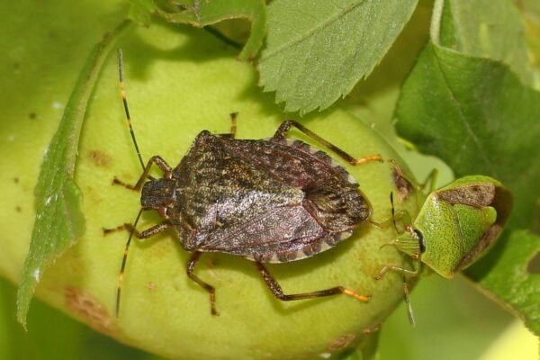 Brown Marmorated Stink Bug insect Facts