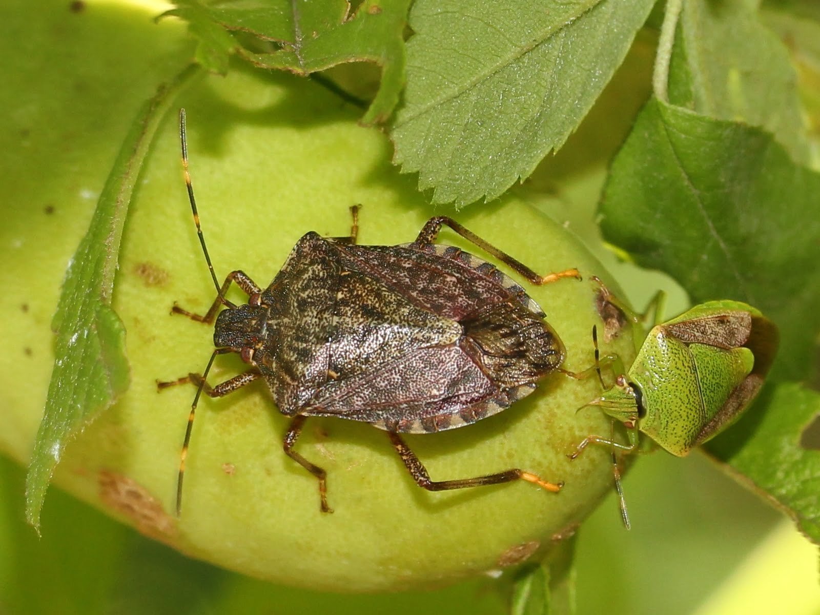 Brown Marmorated Stink Bug insect Facts