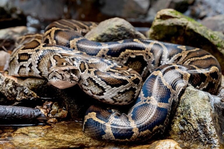 Burmese python Facts, FAQs, Behaviour, Habitat, Conservation and More