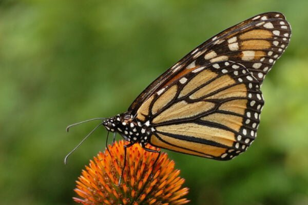 Butterfly insect Facts