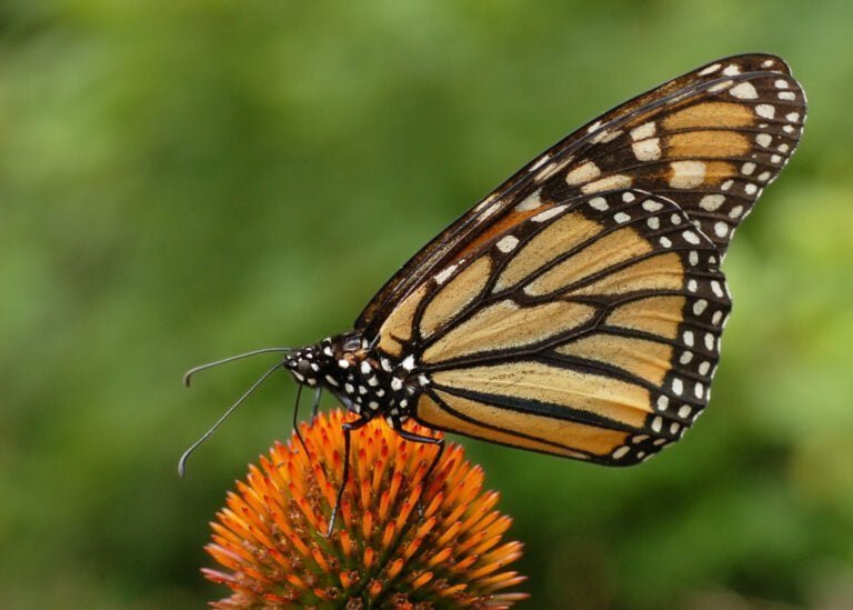 Butterfly insect Facts, FAQs, Behaviour, Habitat, Conservation and more