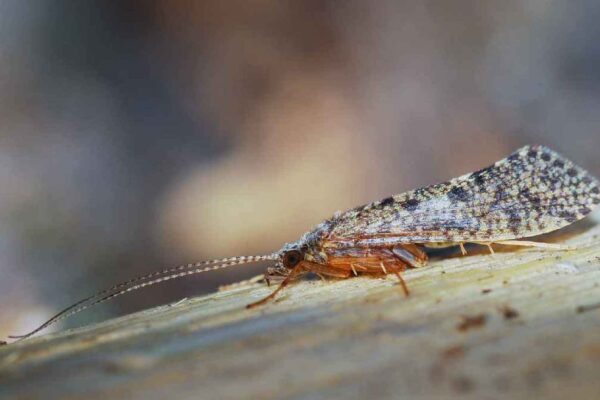 Caddisfly insect Facts