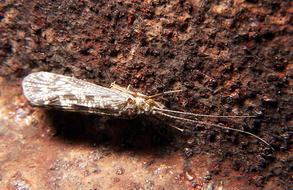 Caddisfly insect Facts