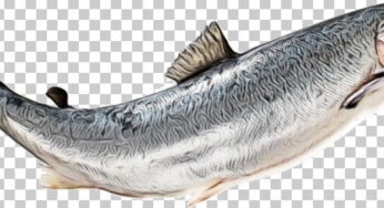 Capelin Facts, FAQs, Behaviour, Habitat, Conservation and More
