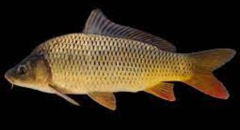 Carp Fish Facts, FAQs, Behaviour, Habitat, Conservation and More