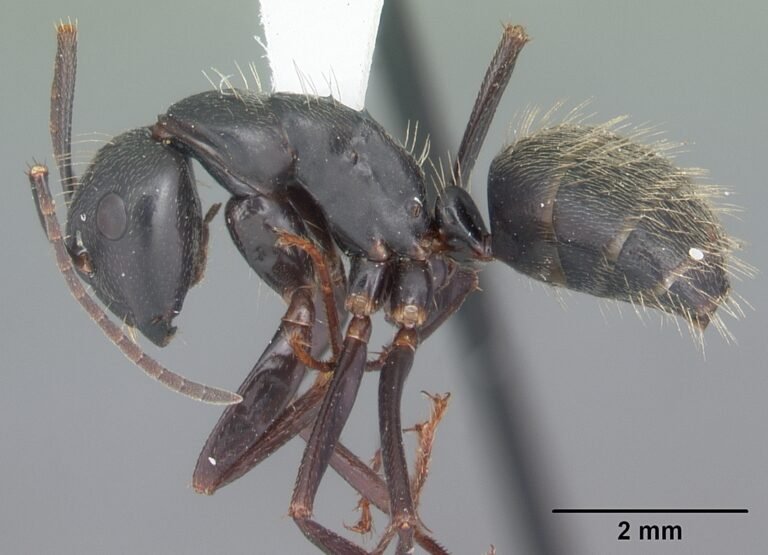 Carpenter Ant insect Facts, FAQs, Behaviour, Habitat, Conservation and more