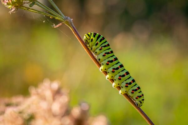 Caterpillar insect Facts