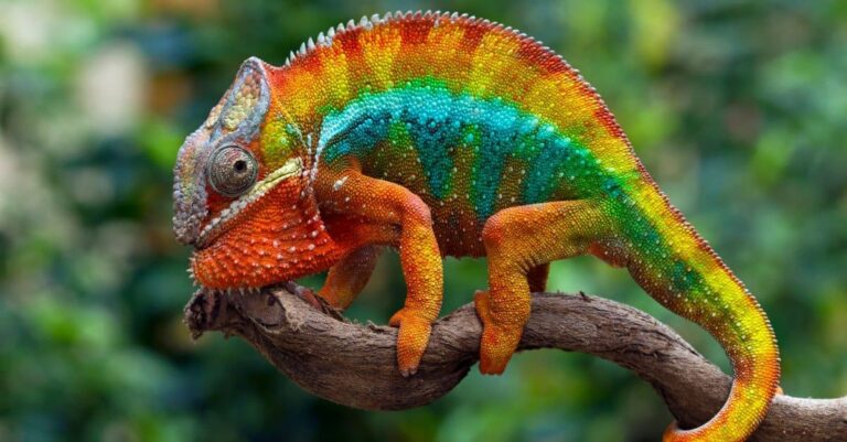 Chameleon Facts, FAQs, Behaviour, Habitat and Conservation