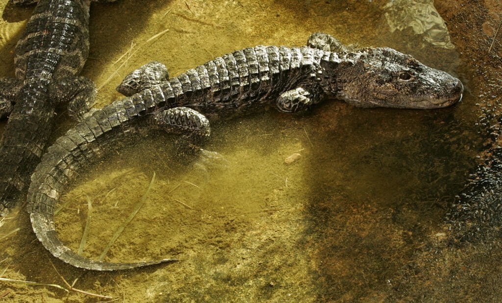 Chinese Alligator Facts, FAQs, Behaviour, Habitat And Conservation ...