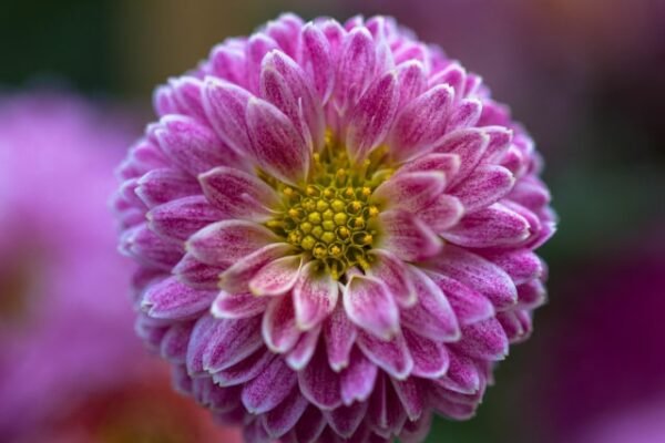 Chrysanthemum Flower Facts,