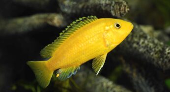 Cichlid Facts, FAQs, Behaviour, Habitat, Conservation and More