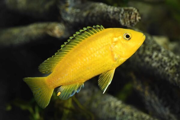 Cichlid Facts