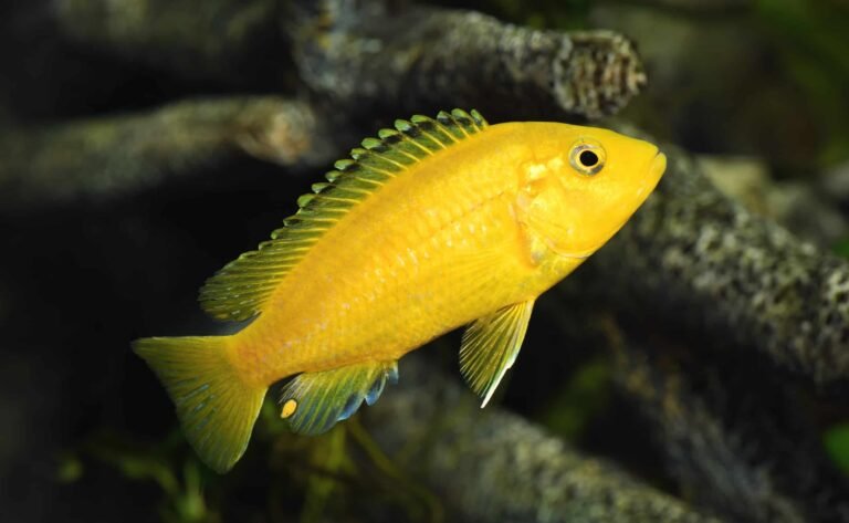 Cichlid Facts, FAQs, Behaviour, Habitat, Conservation and More