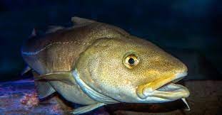 Cod Facts, FAQs, Behaviour, Habitat, Conservation and More