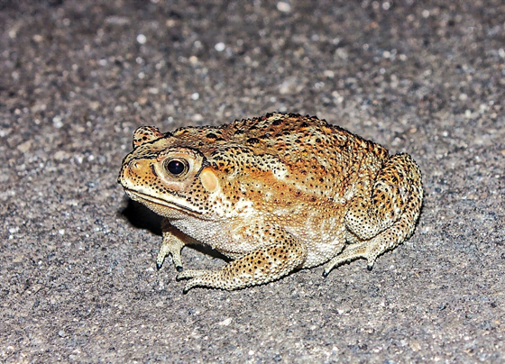 Common Indian frog Facts Common Indian frog Facts