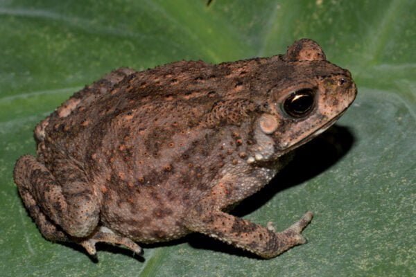 Common Indian toad Facts