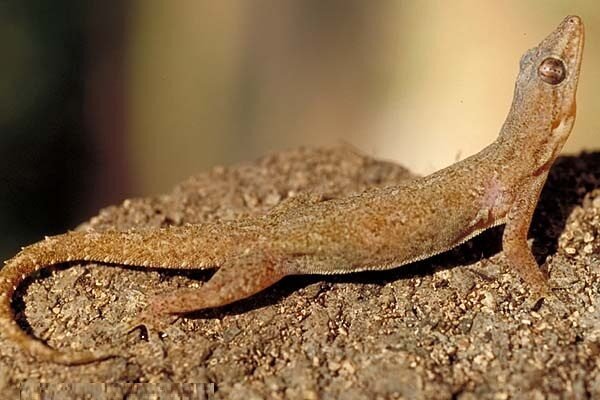 Common house gecko