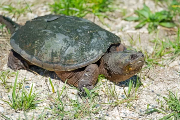 Common snapping turtle