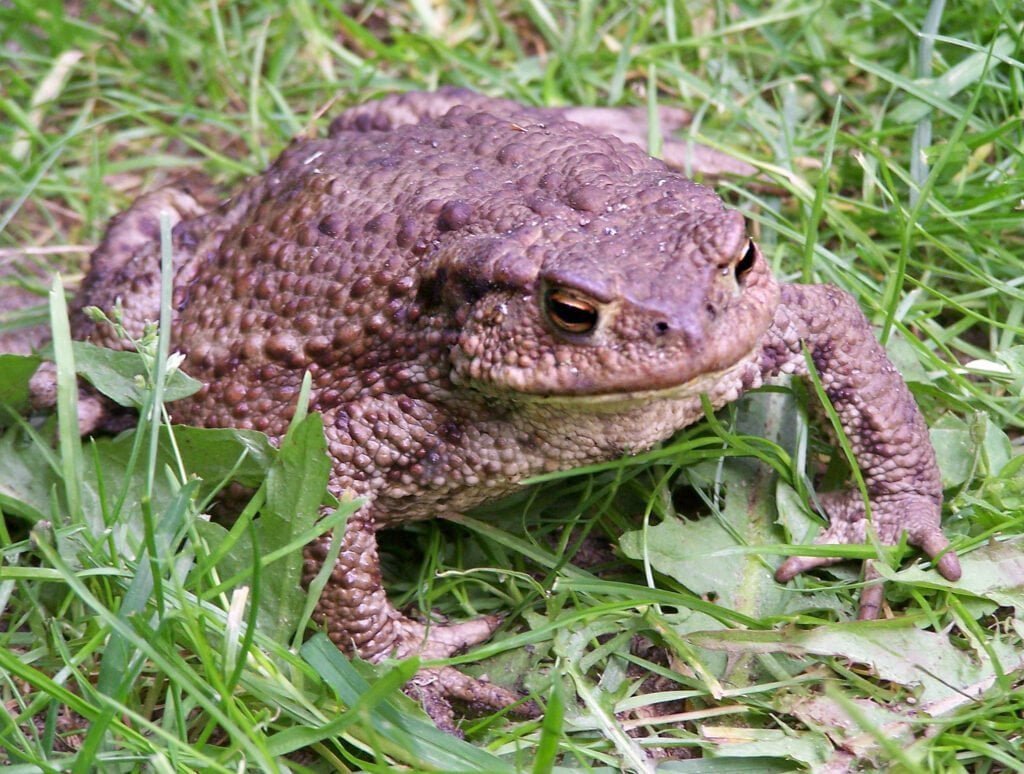 Common toad Facts
