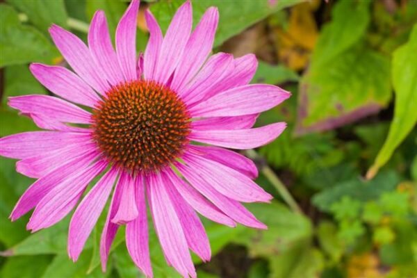 Coneflower Flower Facts