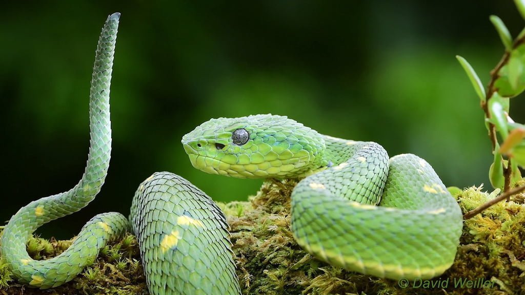 Costa Rican striped palm pit viper Facts