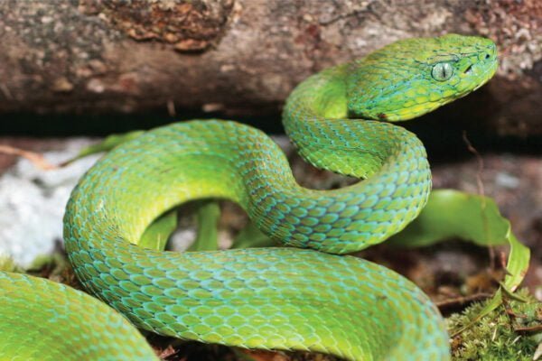 Costa Rican striped palm pit viper Facts,