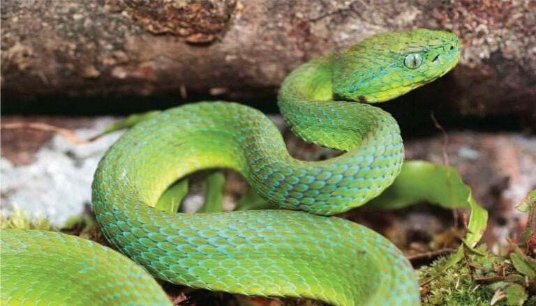 Costa Rican striped palm pit viper Facts, FAQs, Behaviour, Habitat and Conservation