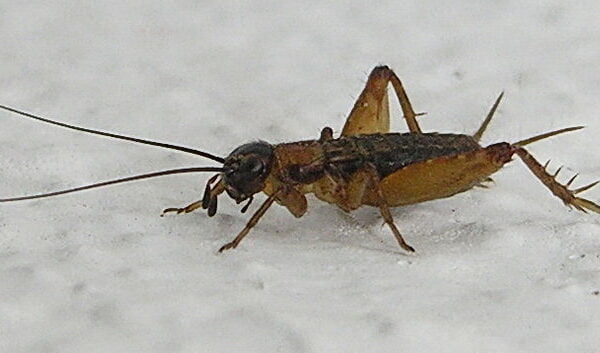 Cricket insect Facts