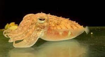Cuttlefish Facts, FAQs, Behaviour, Habitat, Conservation and More