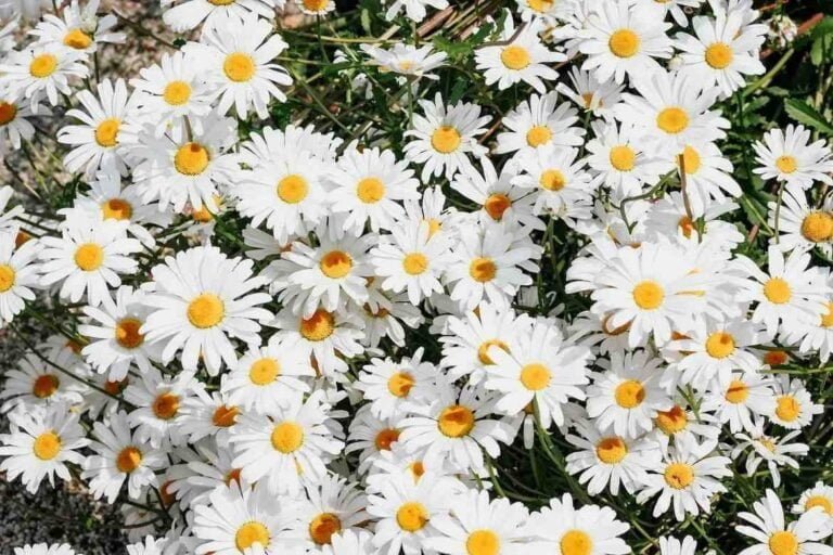 Daisy Flower Facts, Uses, Cultivation, Botany, Historical Significance