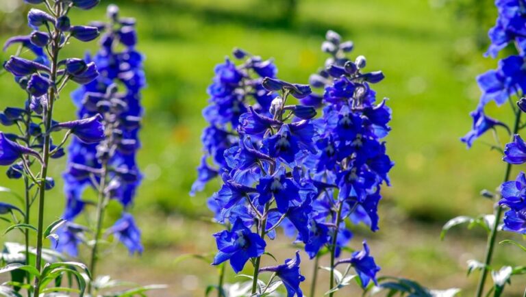 Delphinium Flower Facts, Uses, Cultivation, Botany, Historical Significance