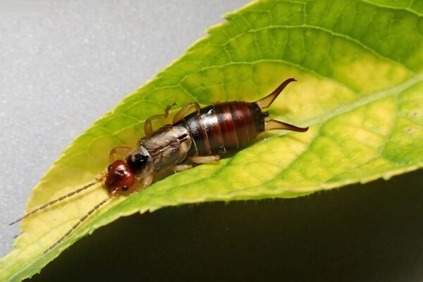 Earwig insect Facts