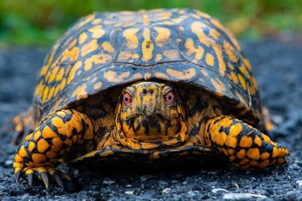 Eastern box turtle Facts,