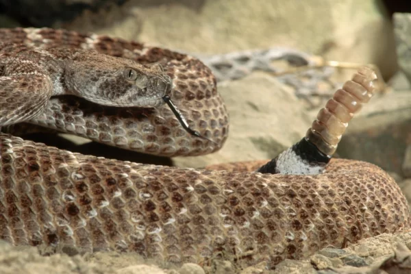 Eastern diamondback rattlesnake