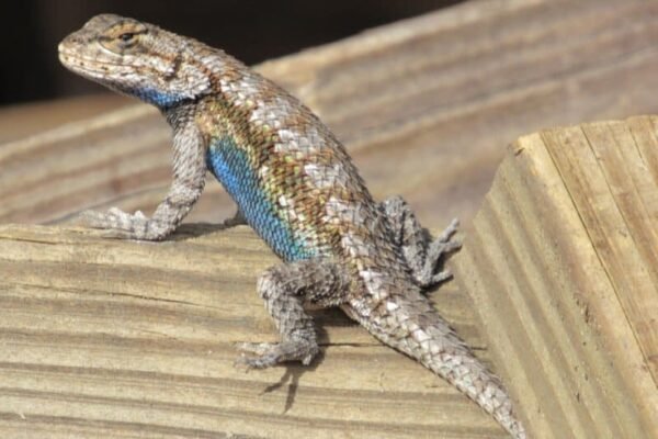 Eastern fence lizard facts,