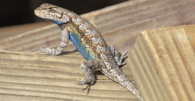 Eastern fence lizard Facts, FAQs, Behaviour, Habitat and Conservation