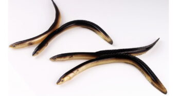 Eel Facts, FAQs, Behaviour, Habitat, Conservation and More