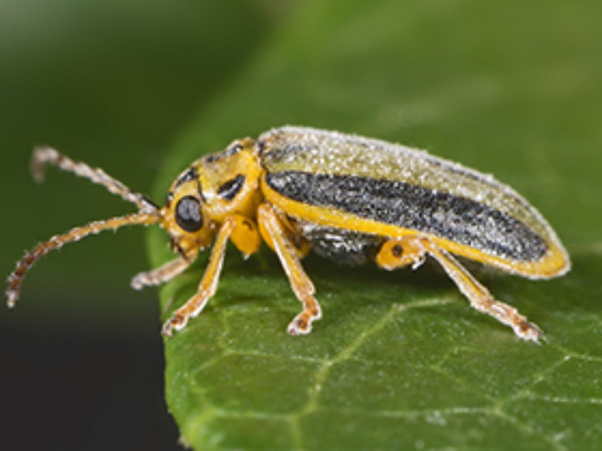 Elm Leaf Beetle insect Facts