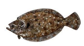 Flounder Facts, FAQs, Behaviour, Habitat, Conservation and More