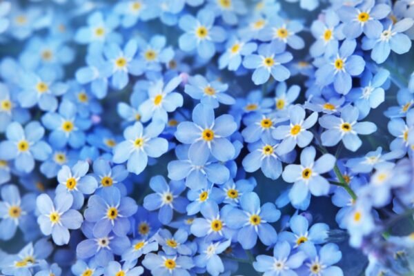 Forget-me-not Flower Facts