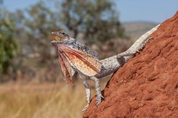 Frill-necked lizard Facts,