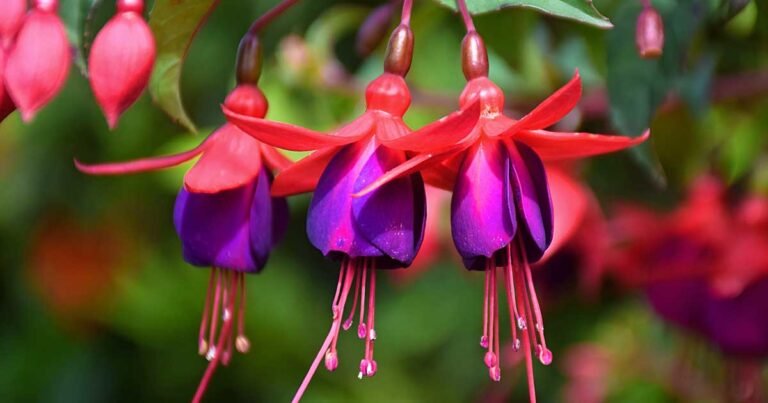 Fuchsia Flower Facts, Uses, Cultivation, Botany, Historical Significance