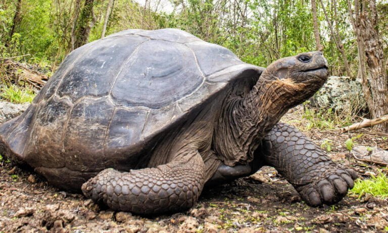 Galapagos tortoise Facts, FAQs, Behaviour, Habitat and Conservation