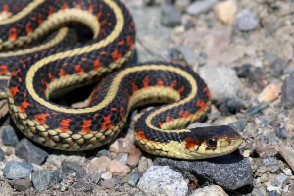 Garter snake Facts,